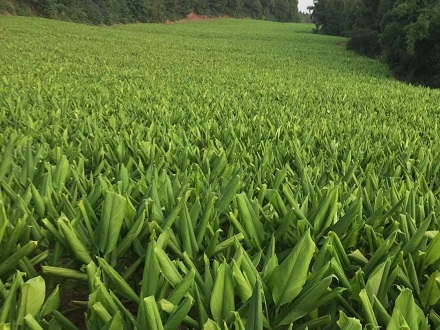 姜黄种植条件: 姜黄种植海拔在2500以下,姜黄种植选地较为宽松,一般